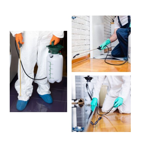 bed bugs removal company Springfield MO