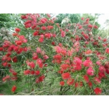 Decor Your Garden With Beautiful Callistemon