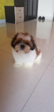 Shih Tzu puppies for sale in Delhi at Best Price range