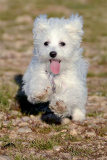 Healthcare: Puppies require a series of vaccinations, Dogs For Sale in Delhi